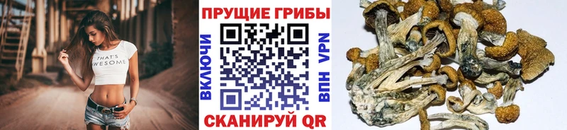 дарнет шоп  Чегем  Псилоцибиновые грибы Magic Shrooms 